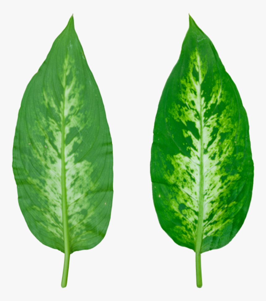 Perennial Plant, HD Png Download