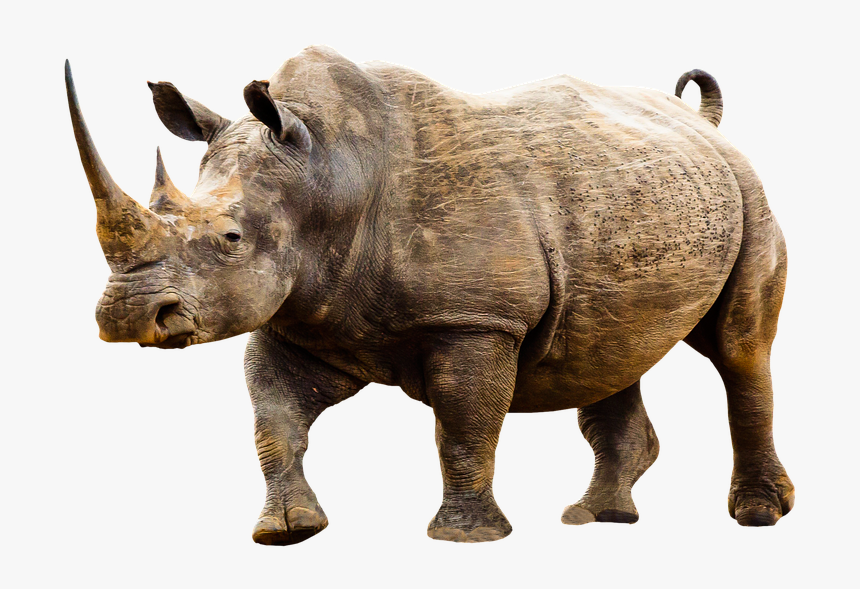 Rhinoceros By Eugene Ionesco Book Summary, HD Png Download