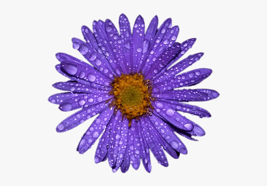 Aster Morado Con Gotas De Agua En Las Hojas - Flower Png Water Drops, Transparent Png