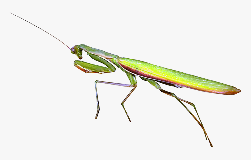 Mantidae, HD Png Download