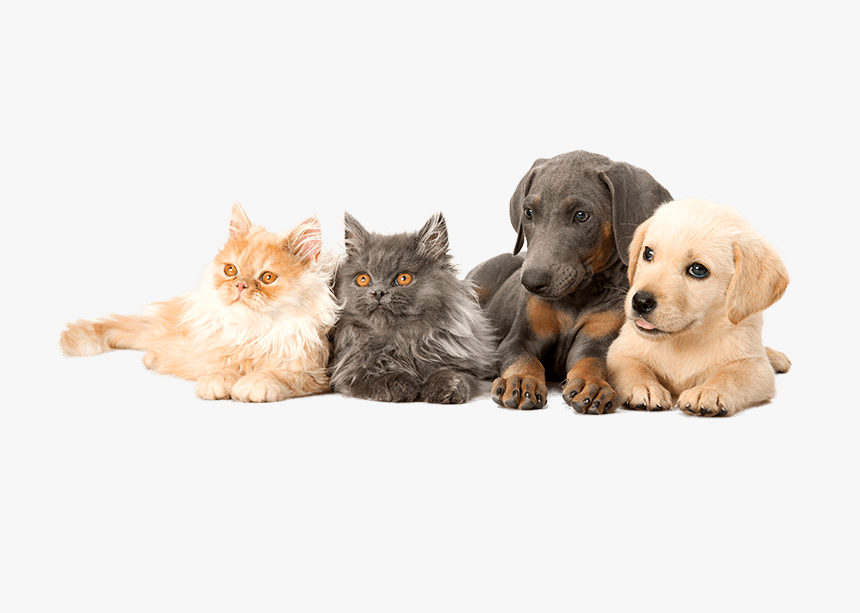 Dogs & Cats - Labrador Retriever, HD Png Download