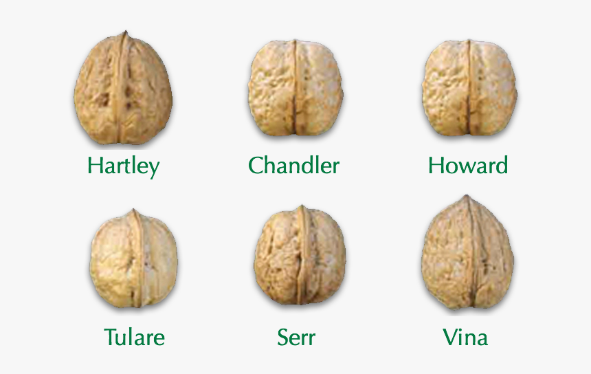 Image-block1 - Chandler Vs Howard Walnuts, HD Png Download