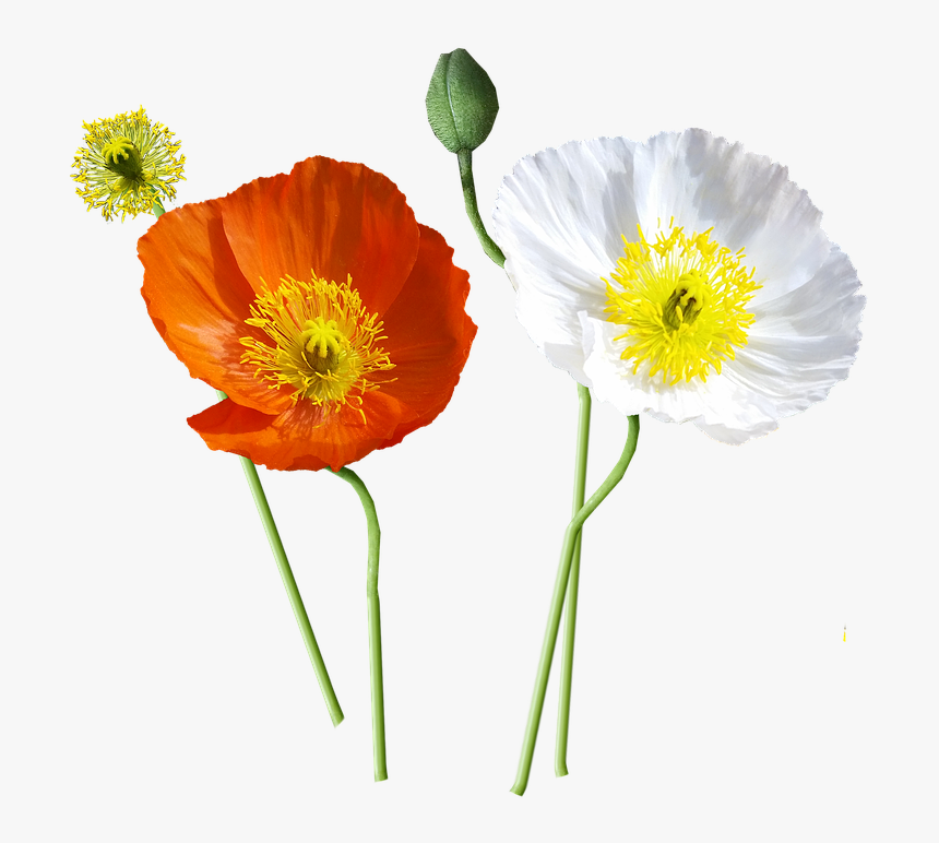 Poppies, Iceland, Stems - Icelandic Poppy Png, Transparent Png
