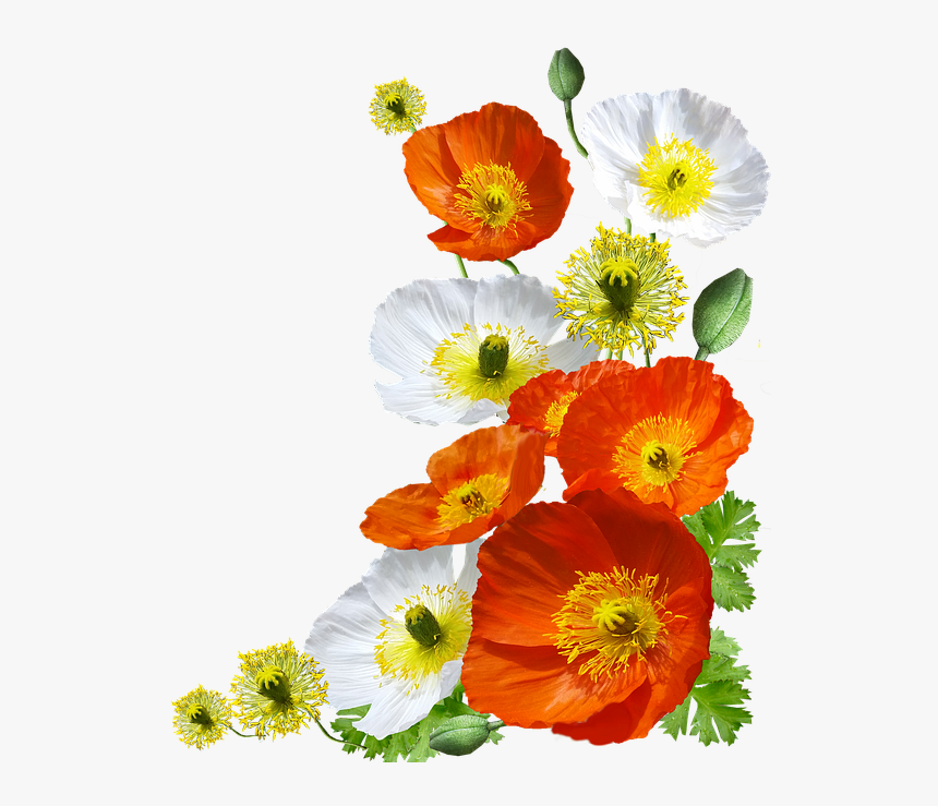 Poppies, Iceland, Arrangement - Iceland Poppies Png, Transparent Png