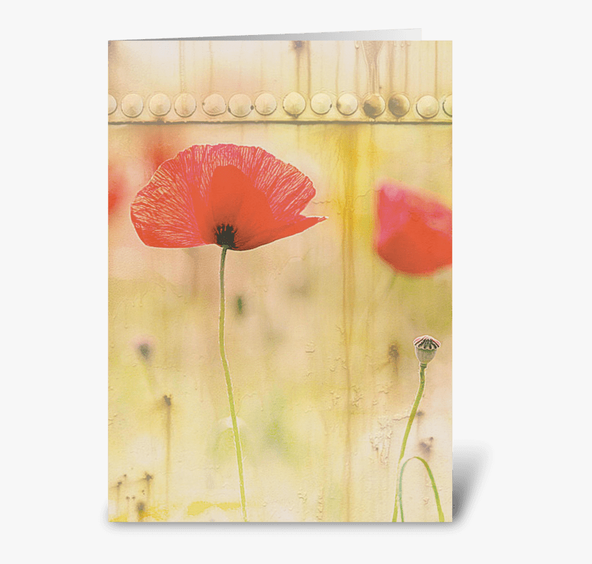 Red Poppies Greeting Card - Corn Poppy, HD Png Download
