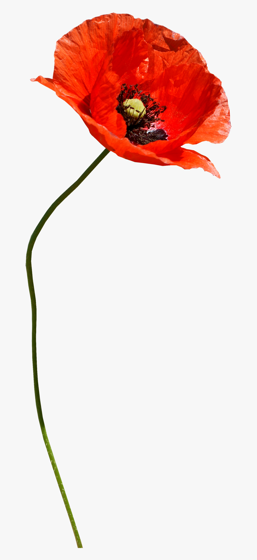Clip Art Paper Poppies - Poppy Flower Transparent, HD Png Download