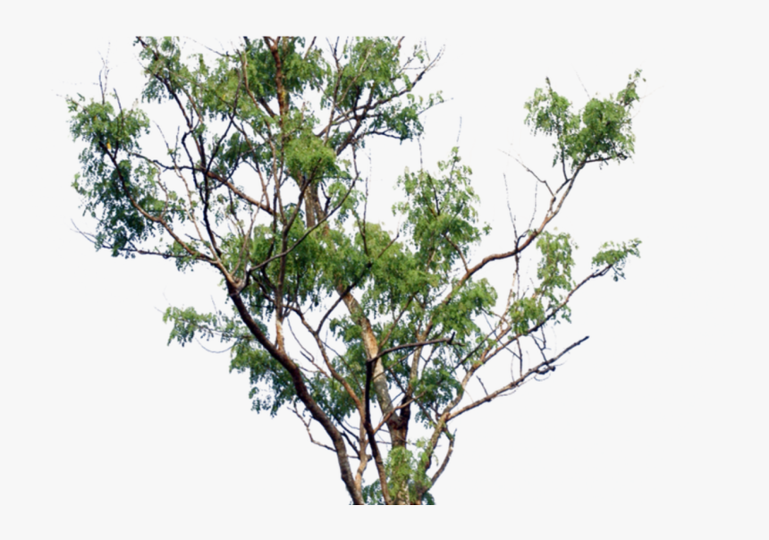 Coconut Tree Transparent Background Stickers Png - Small Png Of Tree, Png Download