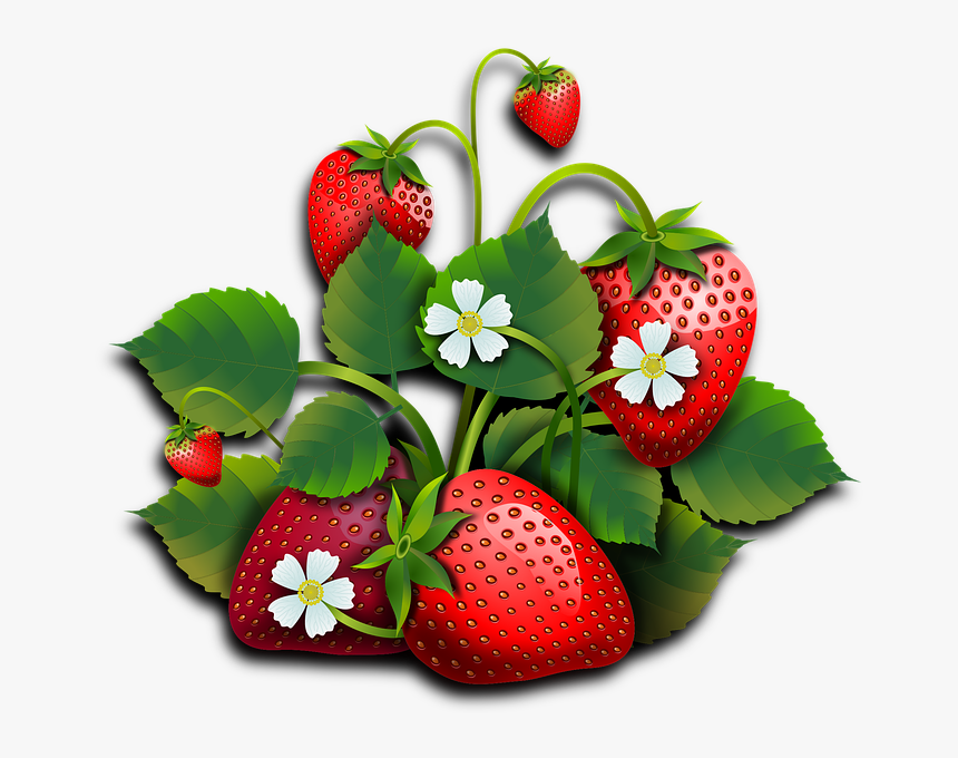 Transparent Fresas Png - Dibujo Frutos Rojos Png, Png Download