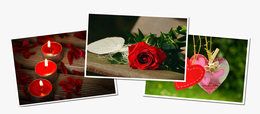 Garden Roses, HD Png Download