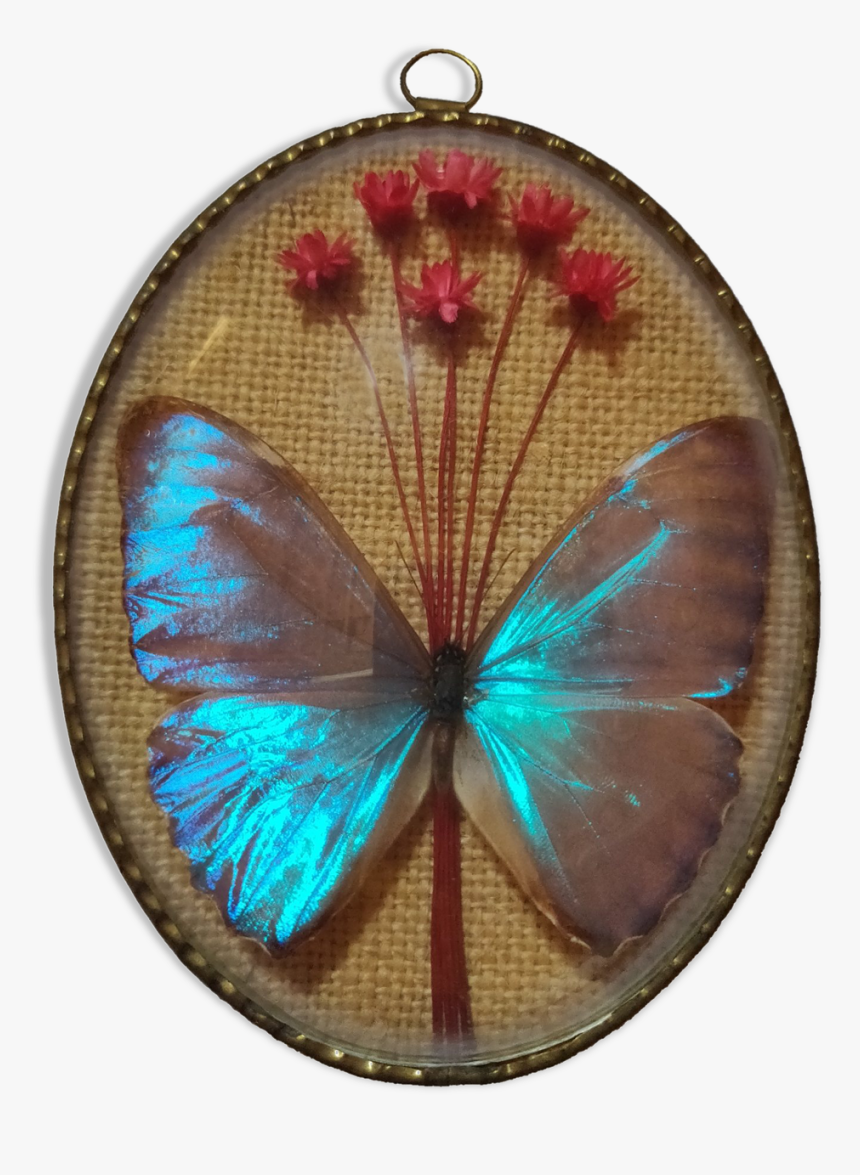 Frame Butterfly Morpho Aureola 
 Src Https - Lycaenid, HD Png Download