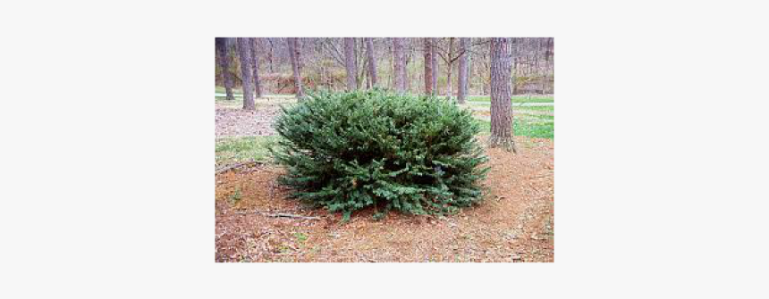 Drupacea - Shrubland, HD Png Download