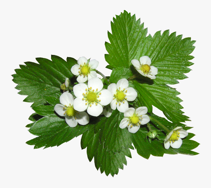 Strawberry Flowers Alpine Ground Cover Plant - Strawberry Flowers Png, Transparent Png