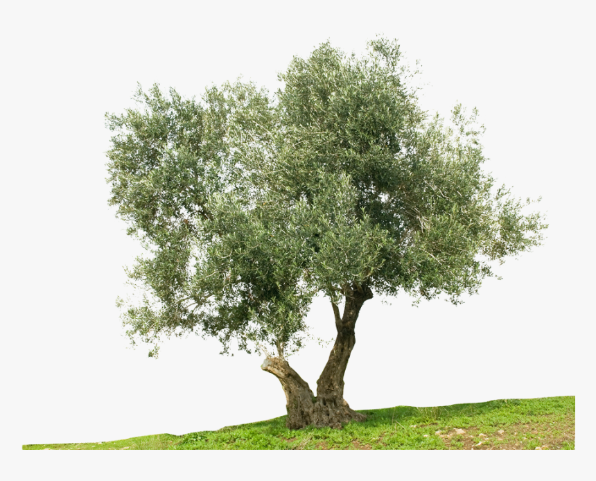 Greek Cuisine Olive Tree Stock Photography Mediterranean - Olive Oil Tree Png, Transparent Png