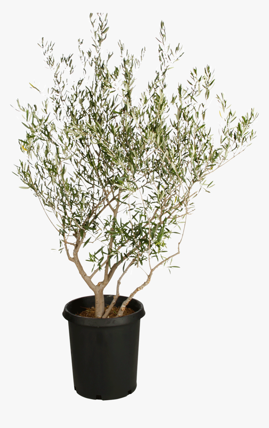 Olive Tree Png - Small Olive Tree Png, Transparent Png