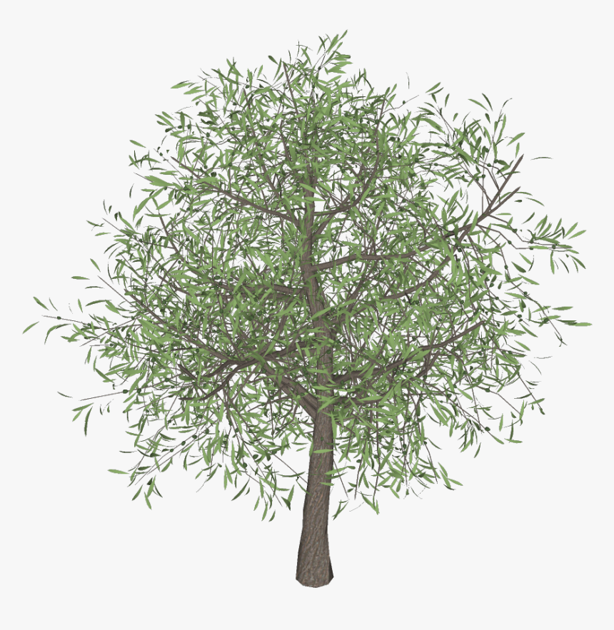 Olive Tree Png 3darcstudio 3d Tree Maker - Olive Tree Transparent Png, Png Download