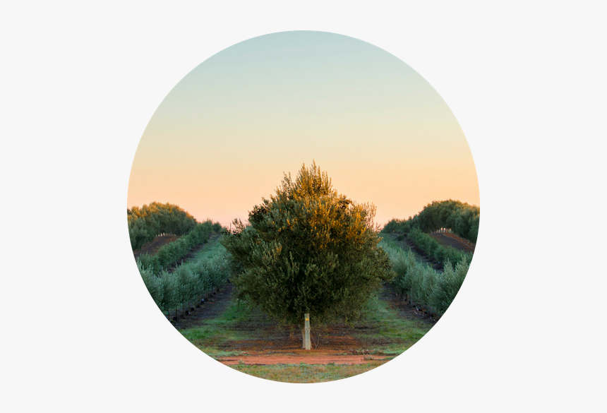Cobram Estate Olive Groves, HD Png Download