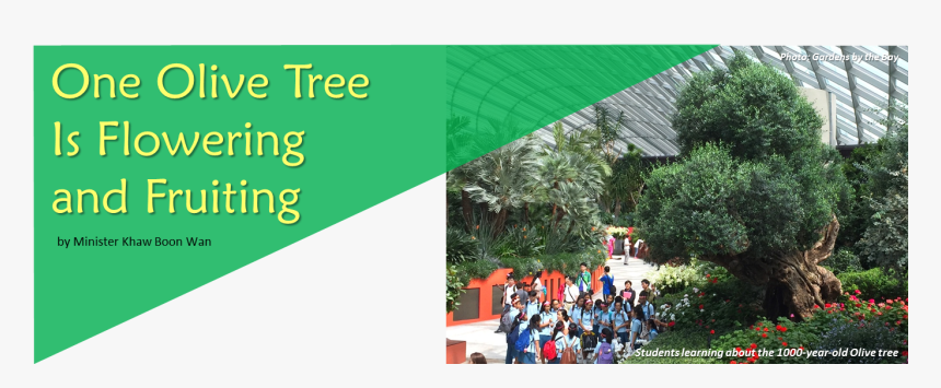 One Olive Tree Is Flowering & Fruiting - Roystonea, HD Png Download