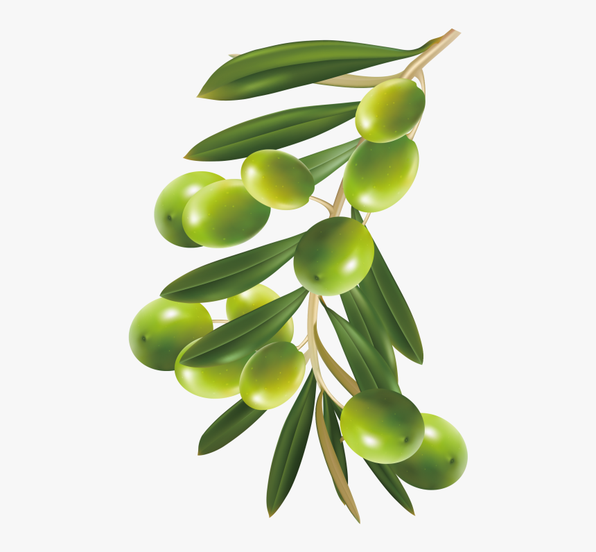 Olive - Olive Tree Png, Transparent Png
