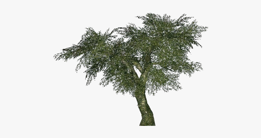 Olive - Albero Di Ulivo Png, Transparent Png