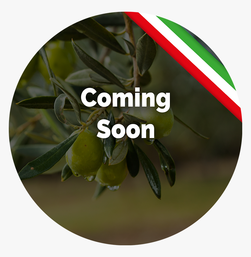 Transparent Olive Tree Png - Bigger An Better Things, Png Download