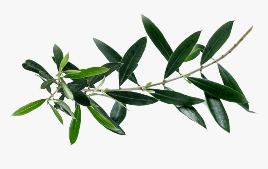 Tea Plant, HD Png Download
