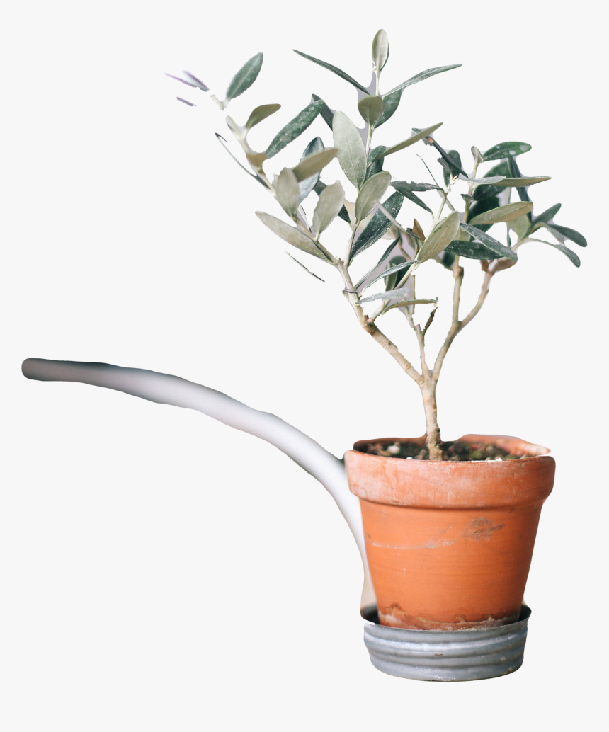 Houseplant, HD Png Download