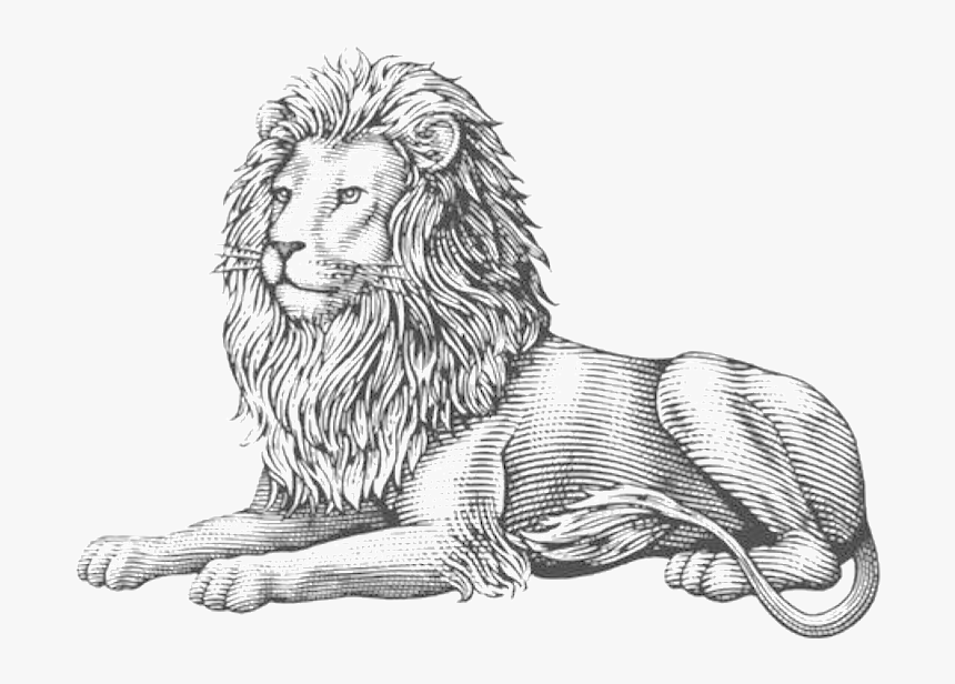 Lion Lion Is A Lover - Illustration, HD Png Download