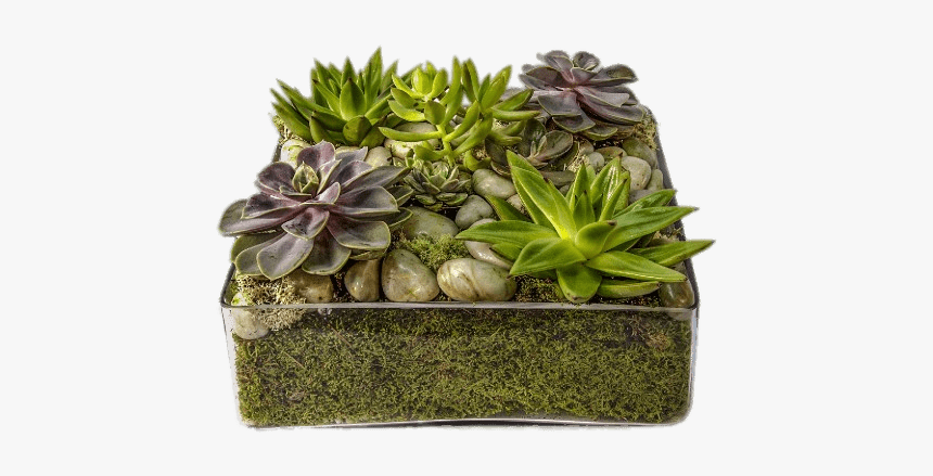 Glass Container With Succulents - Succulent Tray, HD Png Download