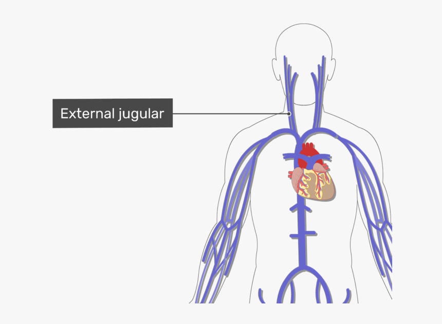 Labelled Image Of The External Jugular Vein With The - Human Arteries And Veins Unlabelled, HD Png Download