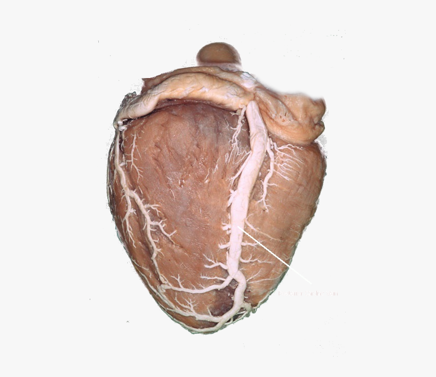 Vegetable, HD Png Download