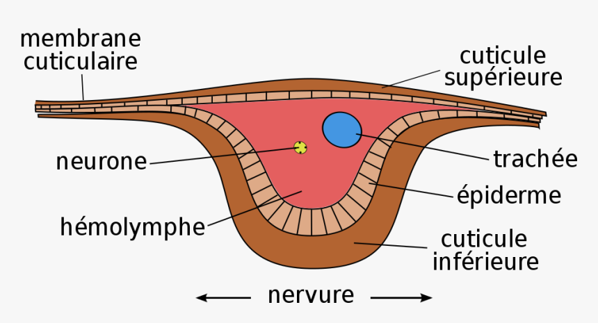Cross Section Of Insect Wing, HD Png Download