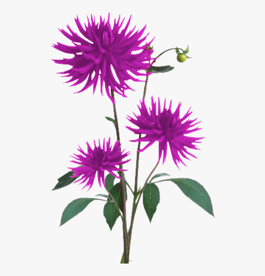 Aster Png Free Download - Flower Plant Texture Png, Transparent Png
