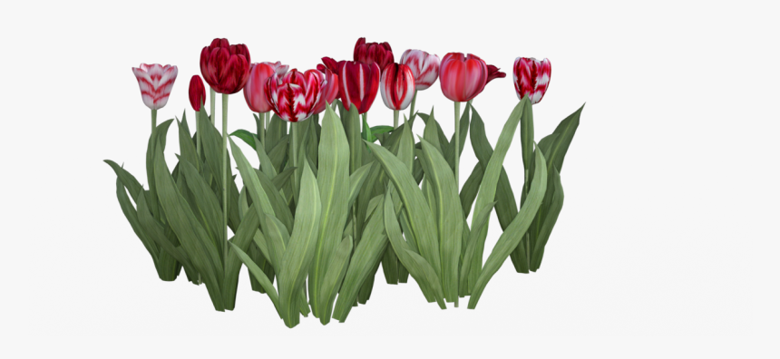 Transparent Texture - Tulip, HD Png Download