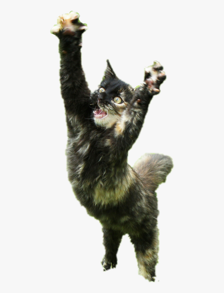 #cat #paws - Cat Yawns, HD Png Download