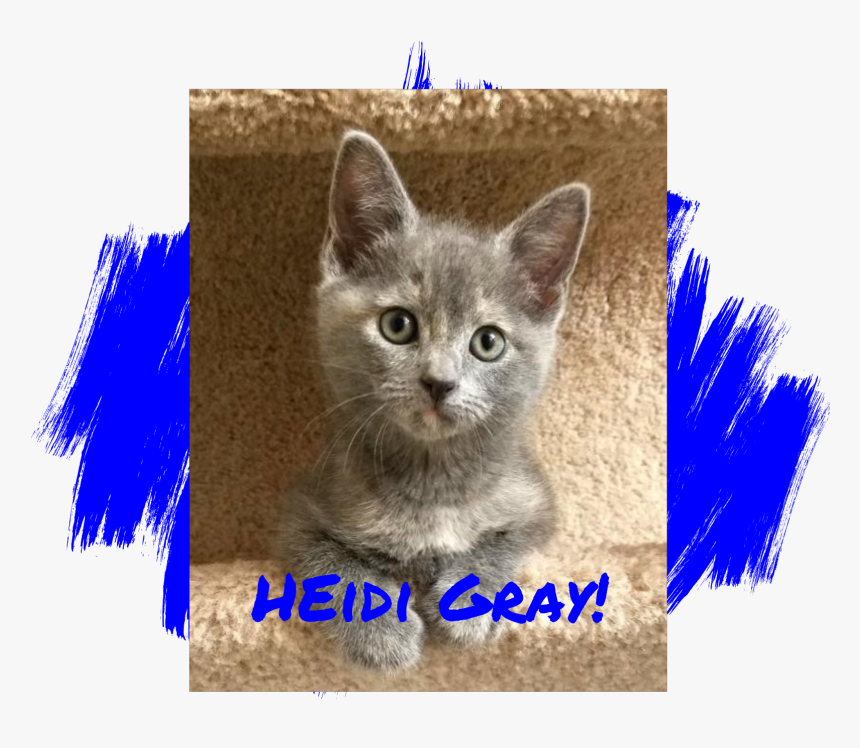 Transparent Gray Cat Png - Kitten, Png Download