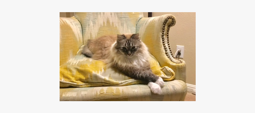 Himalayan, HD Png Download