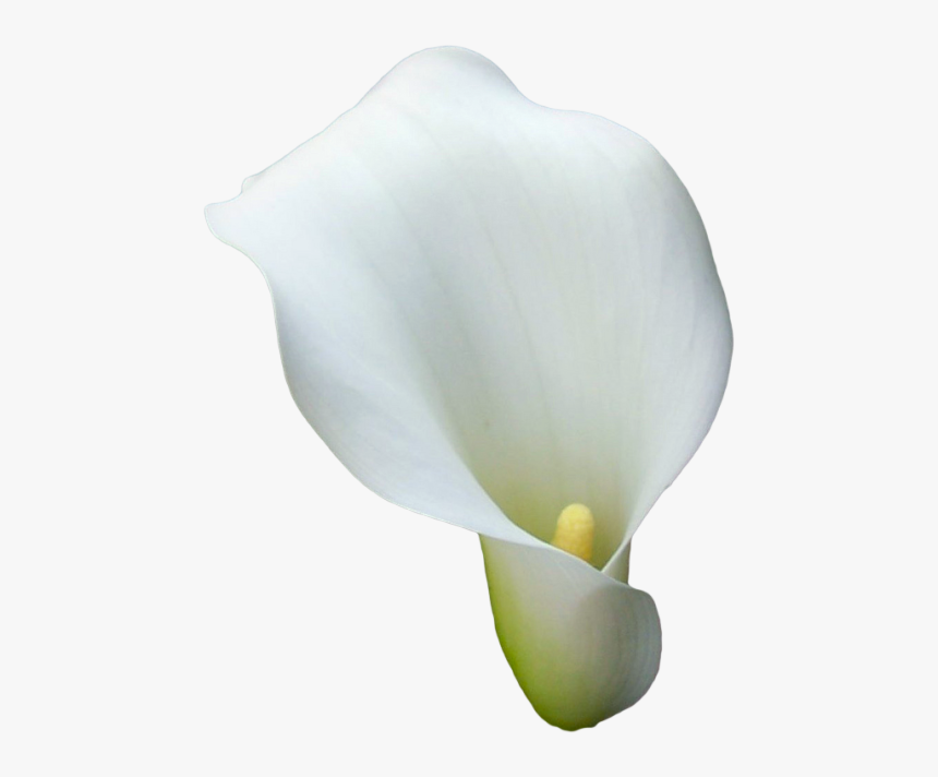 Lily Transparent Calla - Zantedeschia Aethiopica Texture, HD Png Download