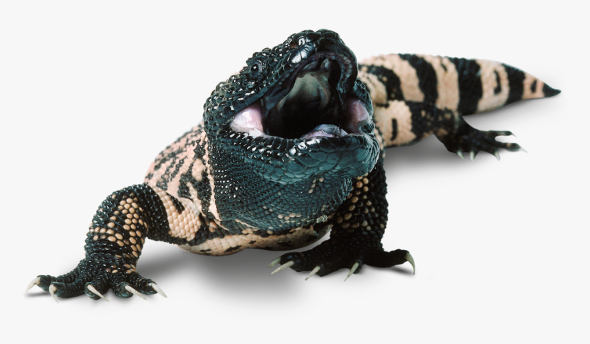 Download Lizard Png Transparent Images Transparent - Mexican Beaded Lizard Facts, Png Download