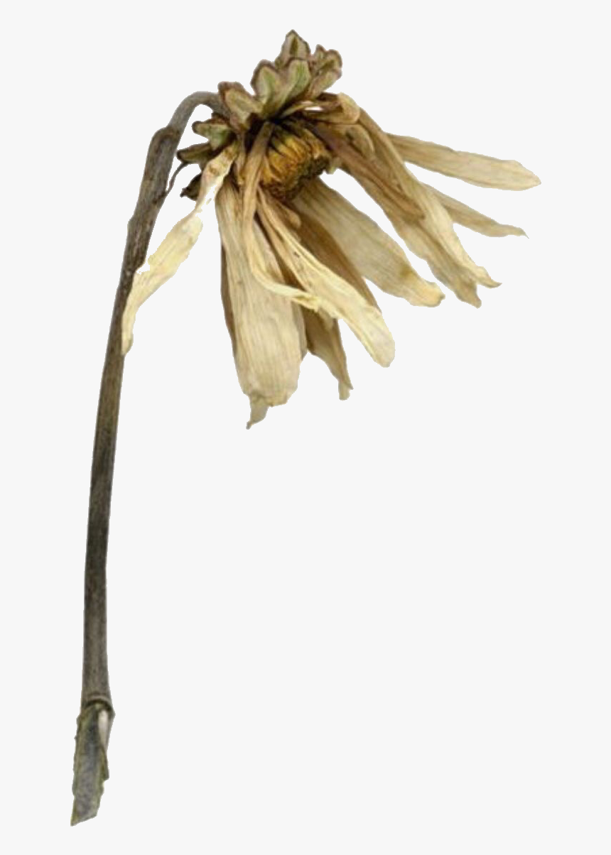 Transparent Background Wilting Plant, HD Png Download