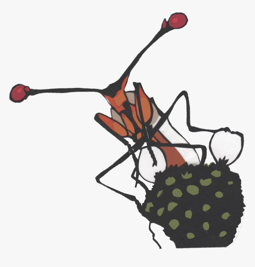 Stalk-eyed Fly Clipart, HD Png Download