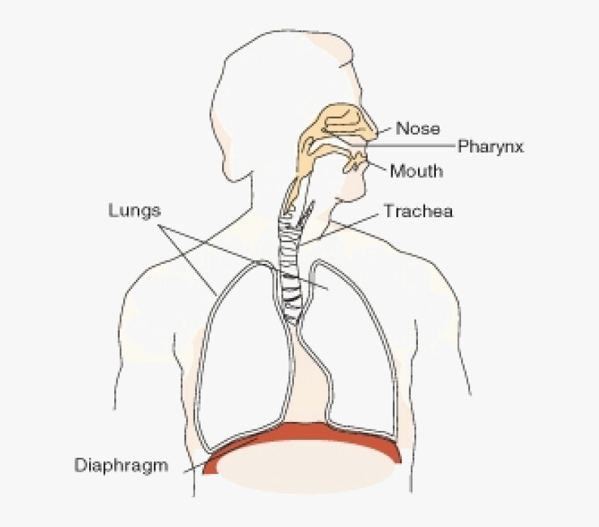 Journey Of A Molecule Of Oxygen , Png Download - Respiratory System Png, Transparent Png