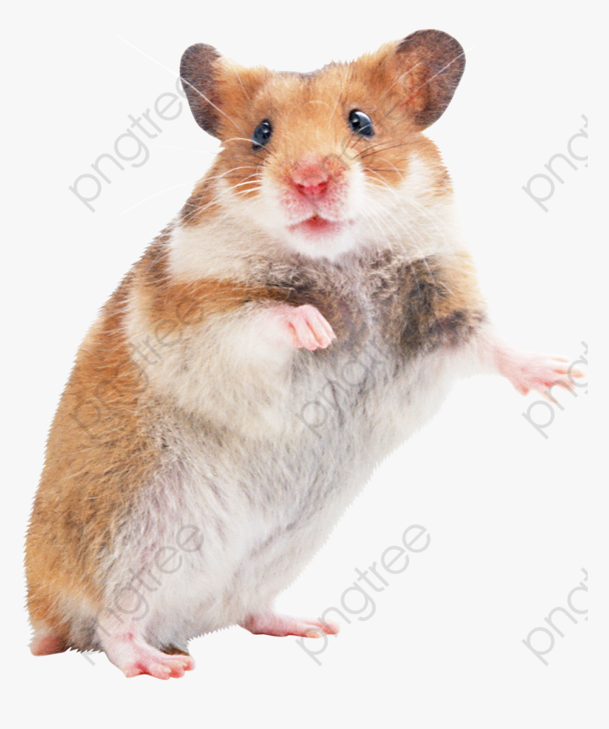 Hamsters Little Mouse - Hamster Png, Transparent Png