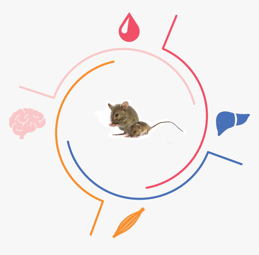 Multi Tissue - Kangaroo Rat, HD Png Download