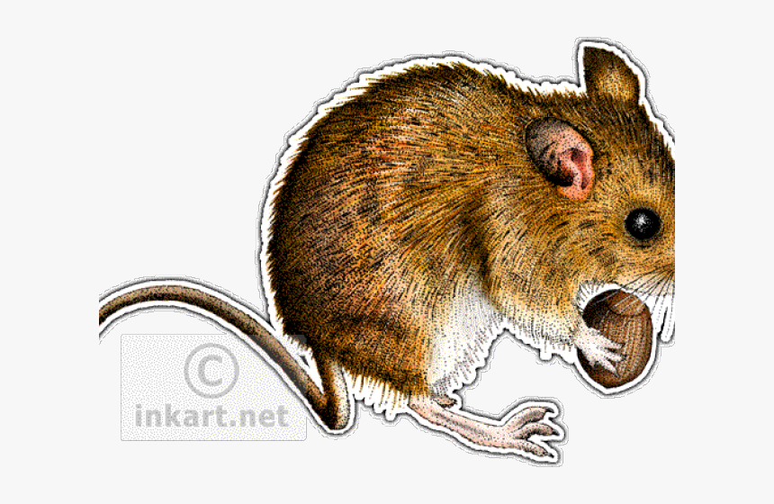 Woodmouse Drawing, HD Png Download