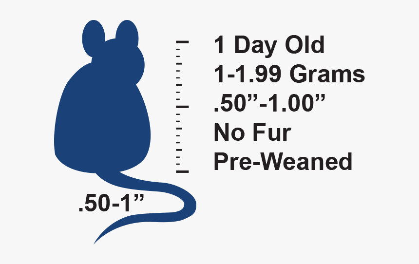 Rabbits And Hares, HD Png Download