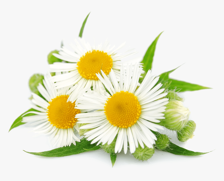 Chamomile Hd Png - Camomila Romana, Transparent Png