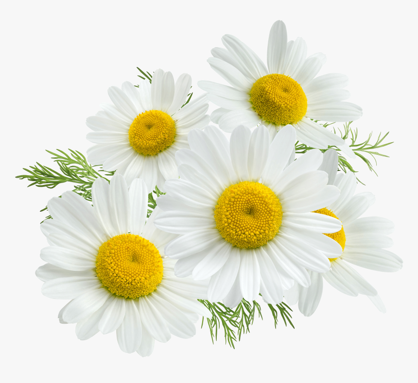Chamomile Png, Transparent Png