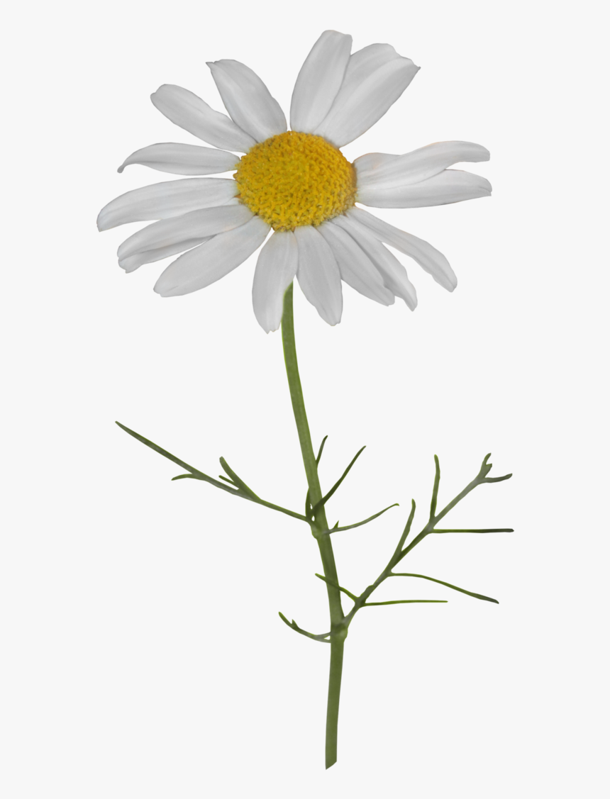 Camomile Png Transparent File - Camomile Png, Png Download