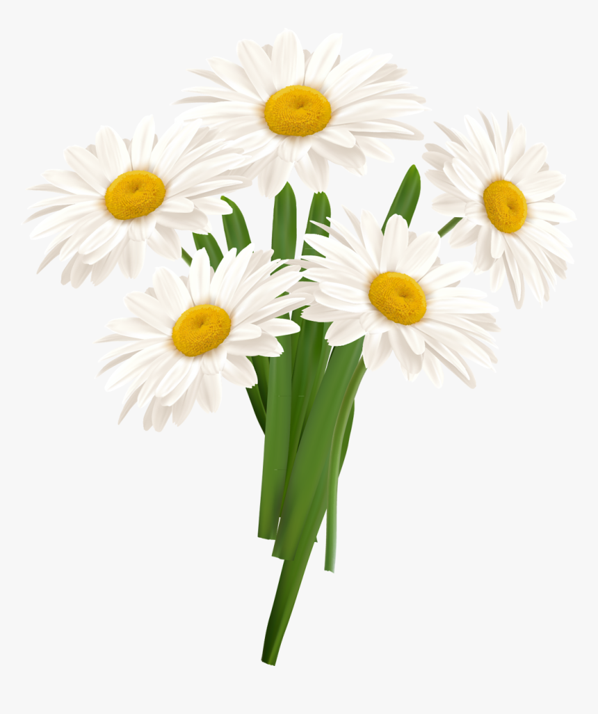 White Camomile Png - Chamomile Png Format, Transparent Png