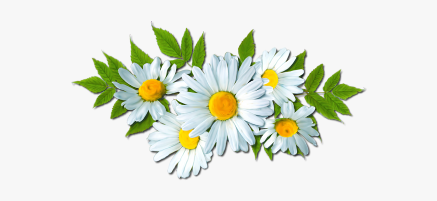 Camomile Png Picture - Camomile Png, Transparent Png